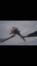 Post Video