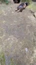 Post Video